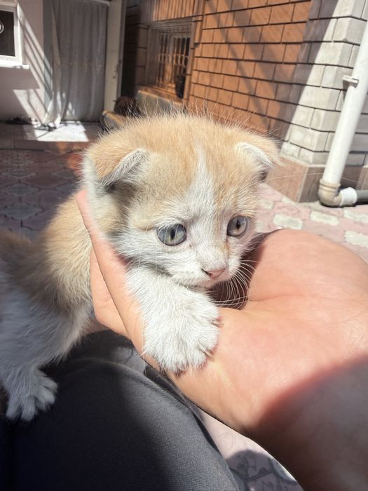 Отдам котят вислоухих