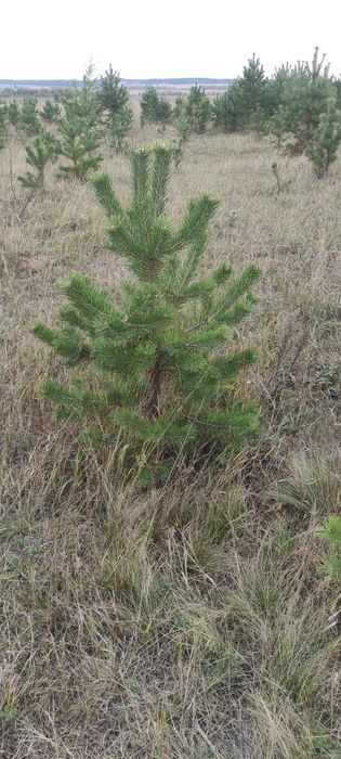 Саженцы сосны обыкновенной
