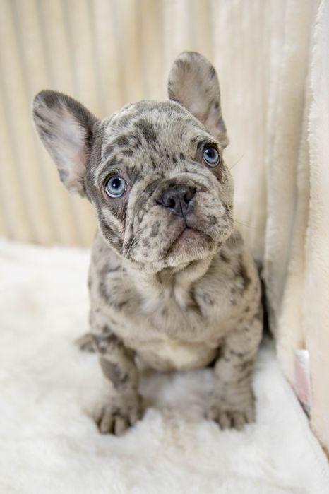 bulldog francez lilac merle