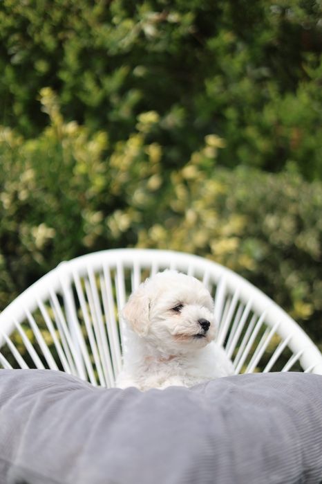 Pui Bichon Frise Pedigree FCI