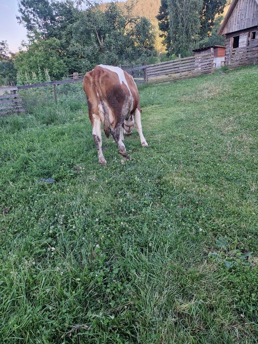 Vaca tanara de vanzare