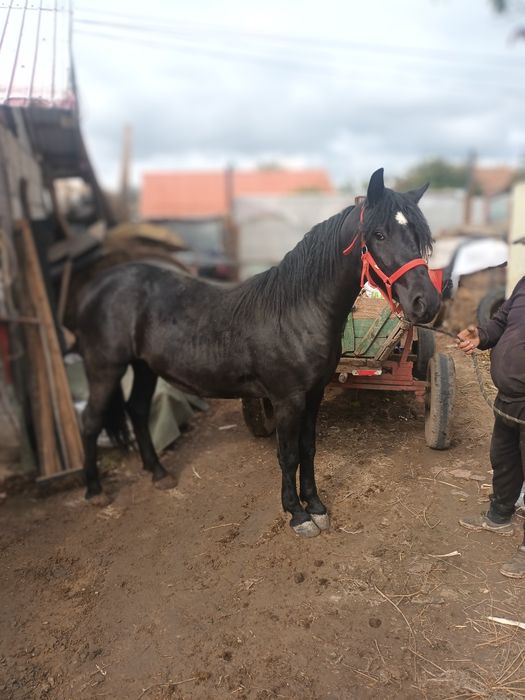 Cai de vânzare dua bucati