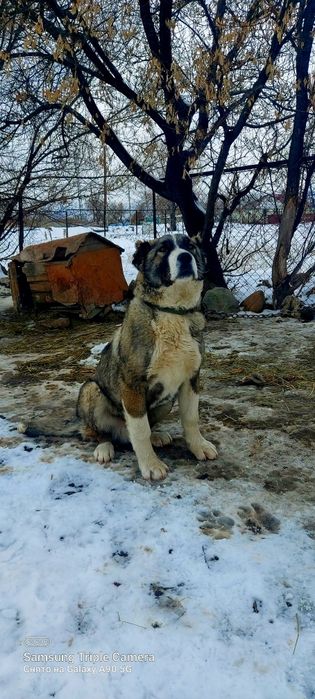 Алабай 7 айлық таза қанды