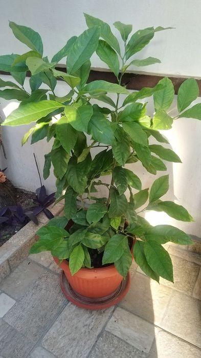 Палми Вашингтония и лимони