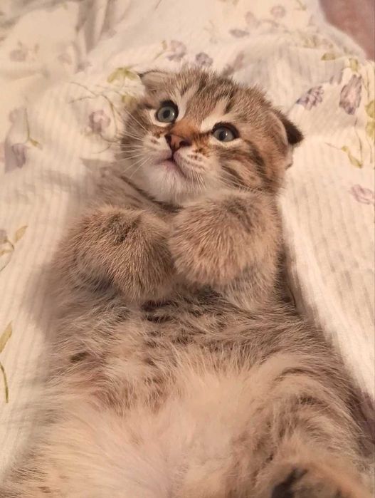 Котята Скотиш Фолд