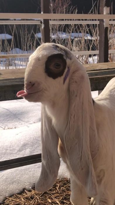 Продам козочку ЧП гулаби.