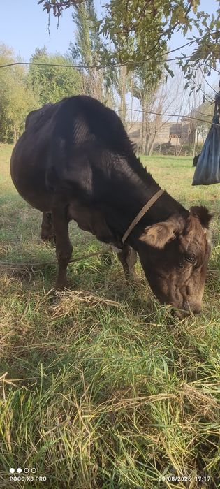 Mol sotildi 5 chi qorin bugʻoz manzil Denov xazarbog