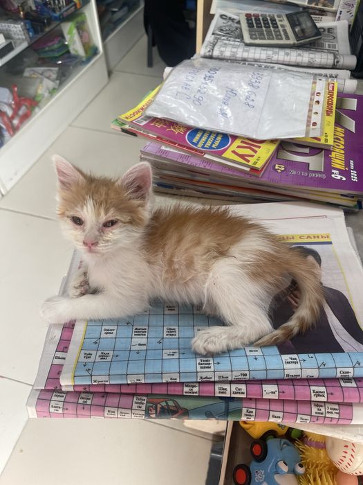 Котенок мальчик