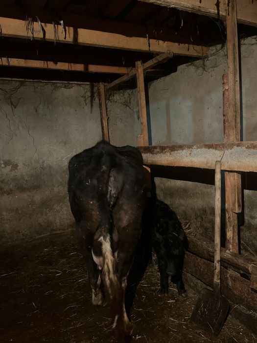 Корова с теленком