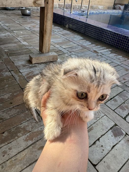 Котята