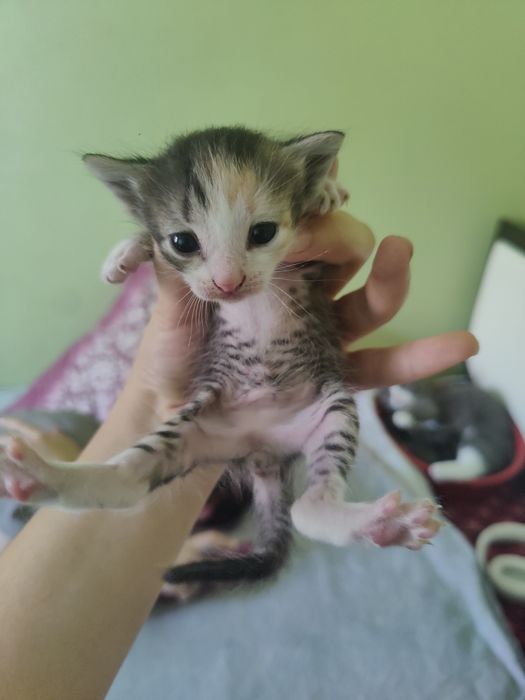 Котята бесплатно, 1 мальчик, 2 девочки