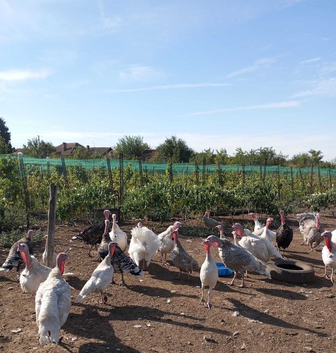 Vând curcani si curci