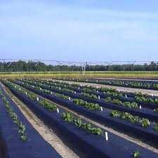 Folie ,mulcire neagra 30 mic la metru