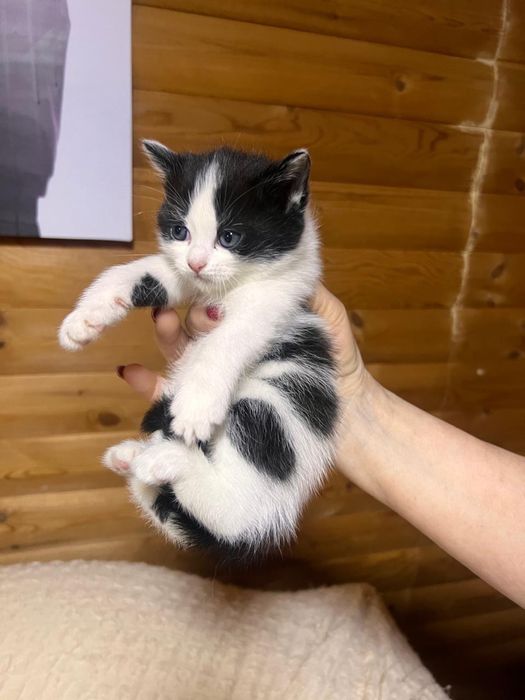 Отдам котёнка девочку в хорошие руки