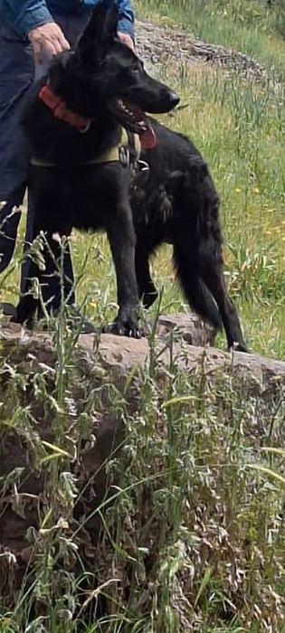 Вязка Восточный европейский авчарка