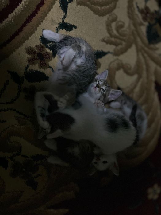 Отдам котят/Mushuklarni beraman