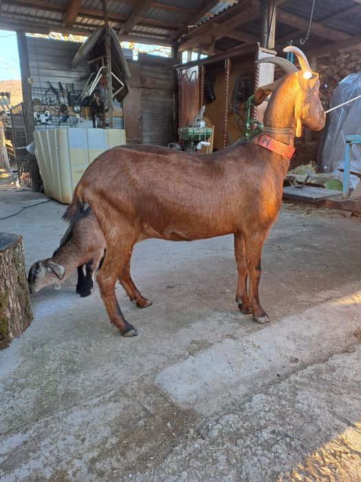 Vind capră metis angonumbian la prima fătare la doi ani e din capră bu