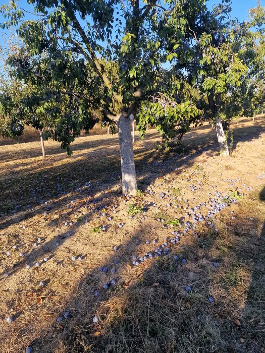 Vând prune coapte si dulci soiul Anașpet pentru țuică si palincă...