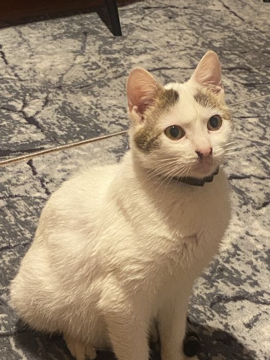 Donez pisoi extrem de iubitor