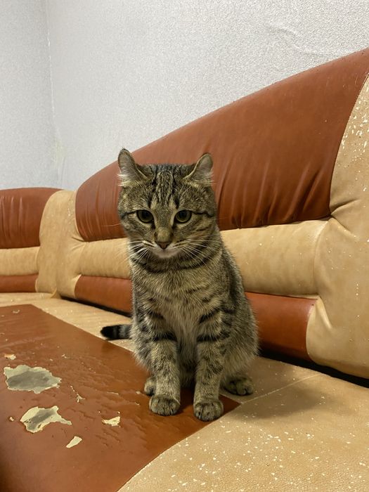 Ұрғашы мысық бұзық емес