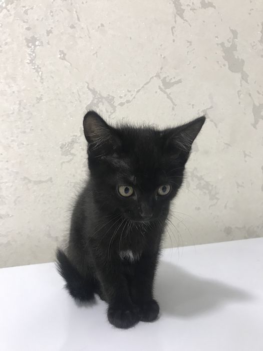 Продам котенка в добрые руки