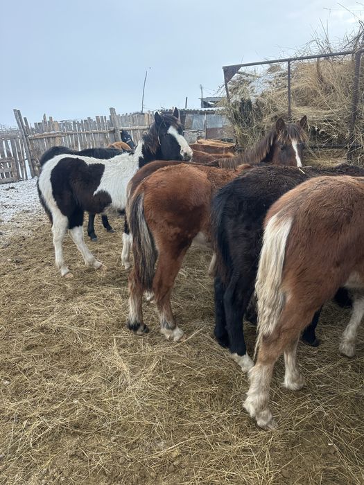 На продажу жеребята 2025