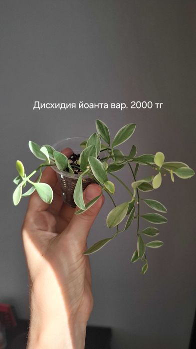Продам укорененные хойи