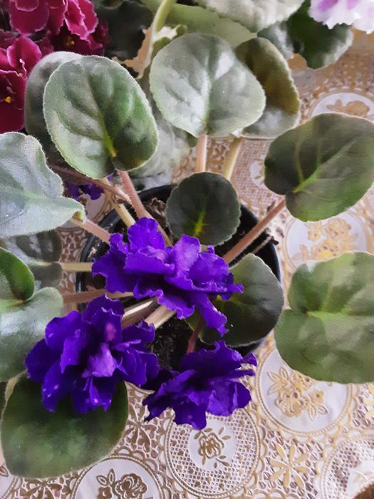 Фиалки сортовые цветущие