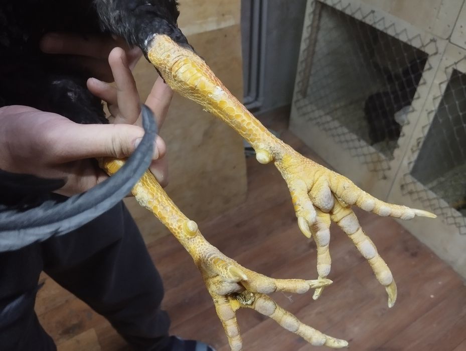 Дакан апрельский