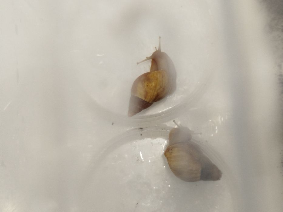 Улитки для лица Улитка Ахатины