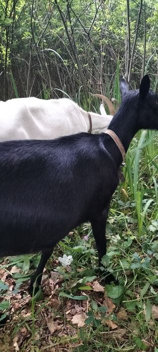 De vinzare sanen și alpin francez corcitura cu anglinubian