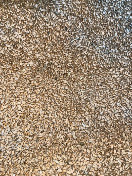 Grâu productie 2025