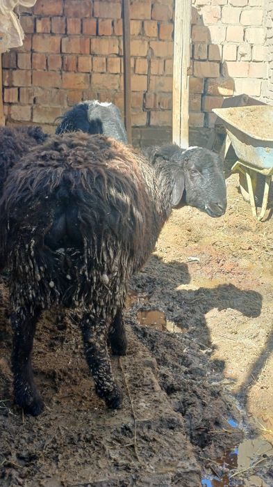 Қошқар  сатылады