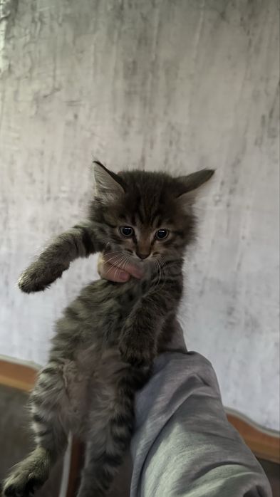 Котенки в добрые руки