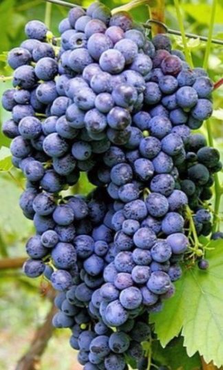 Срочно продам Домашний виноград