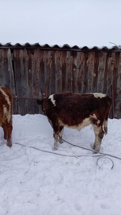 Продам бычков.  .