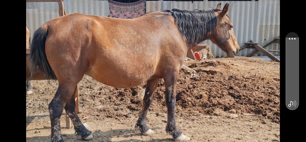 2 бас буаз бие сатылады