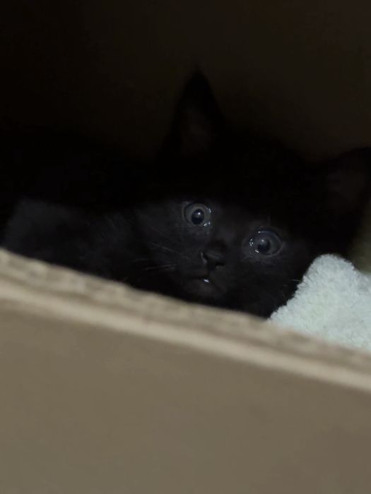 Котенок 1 месячный девочка
