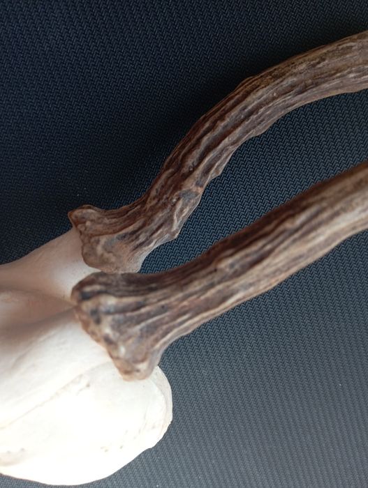 Симетрични рога от сръндак