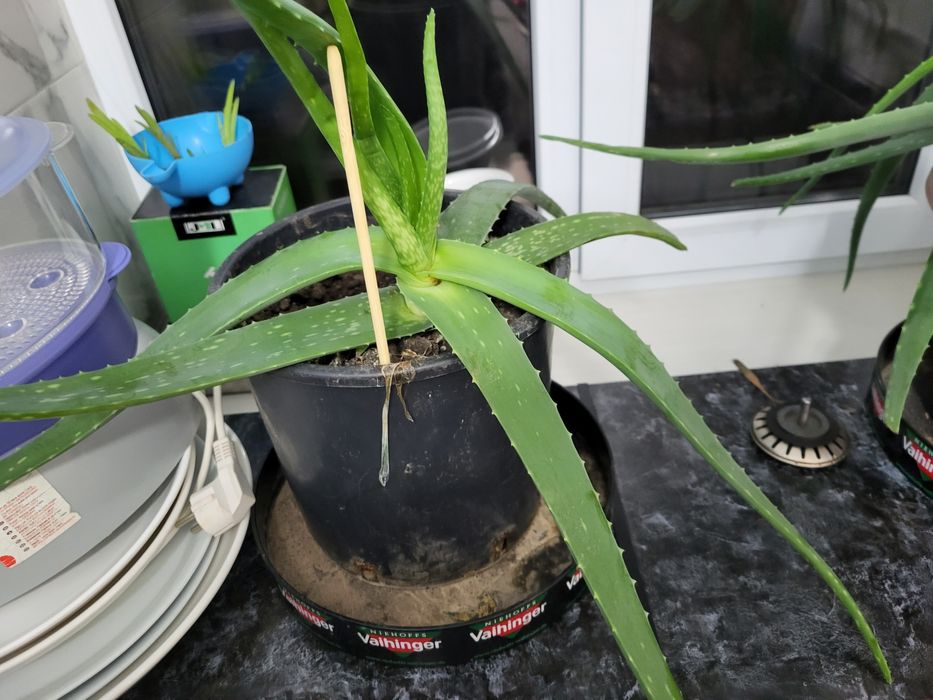 Продам Алоэ Вера 6 лет