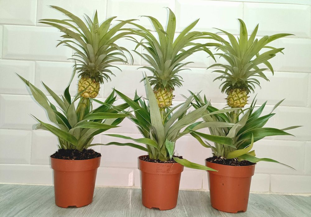 Plante tropicale perene
