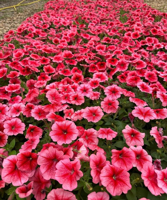 Петуния рассада цветов