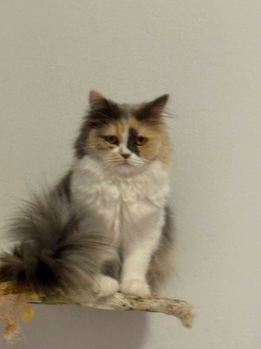 Исгубена котка в Пловдив/Кършияка