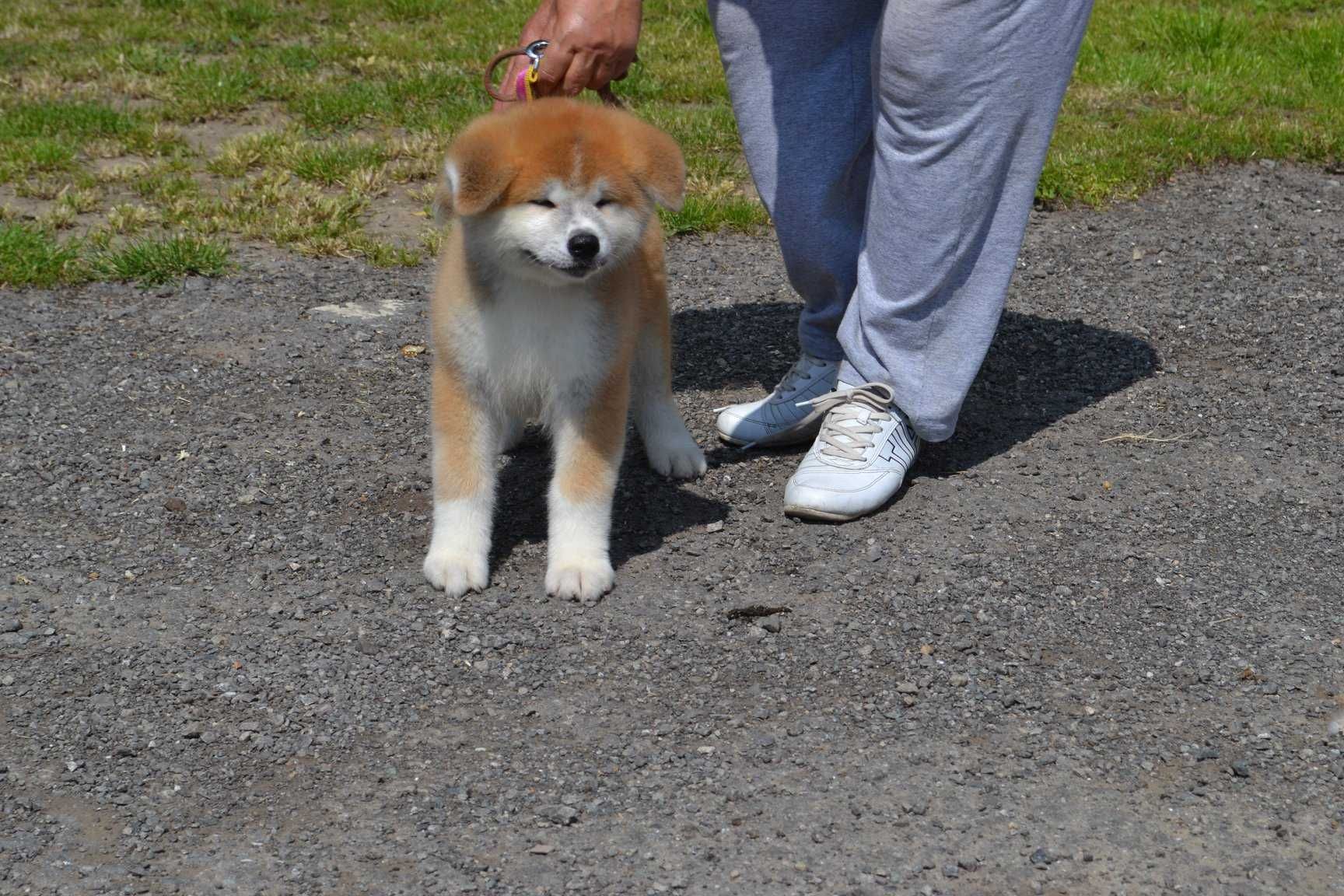 Akita Inu Japonez, baietel la 2 luni Brasov • OLX.ro