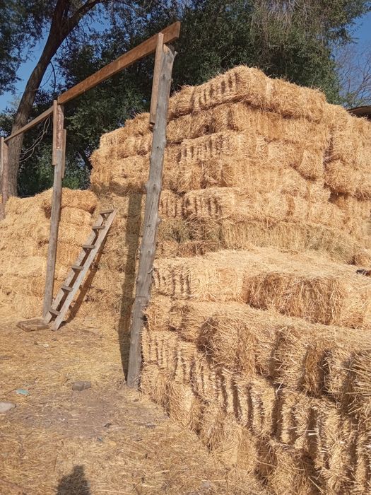 Сабан,салома сатылады