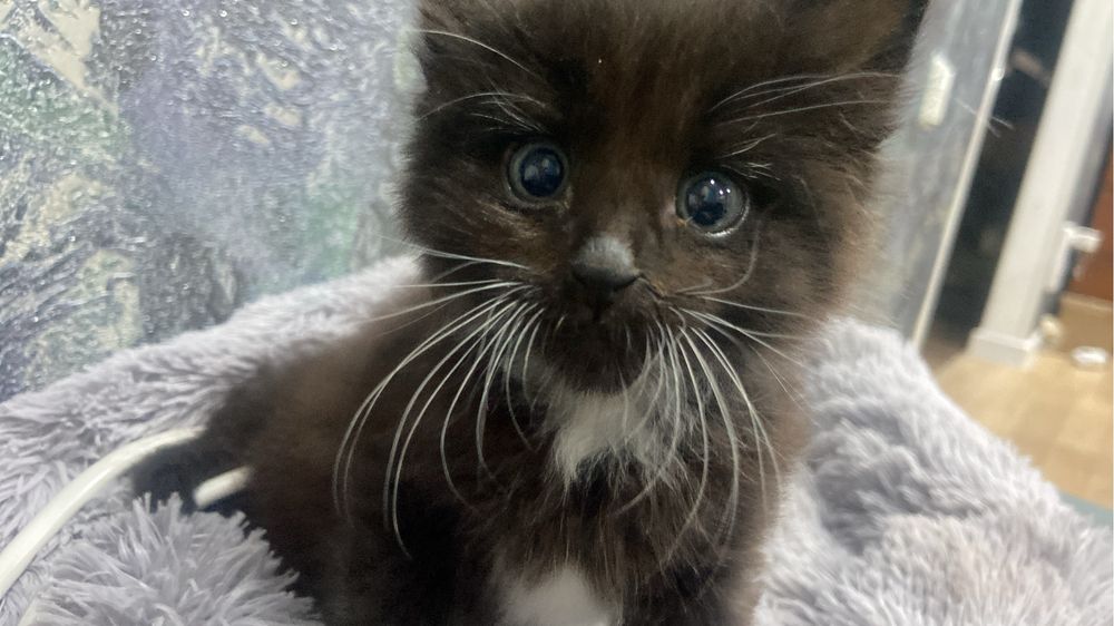 Мысык еки айдык. Лотокге уйренген.