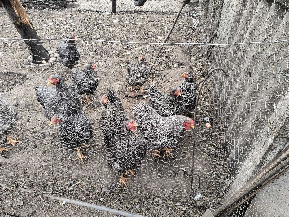 Pui de o zi rasa Plymouth rock barat.