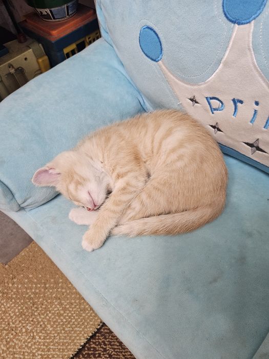 Отдам котёнка в добрые руки