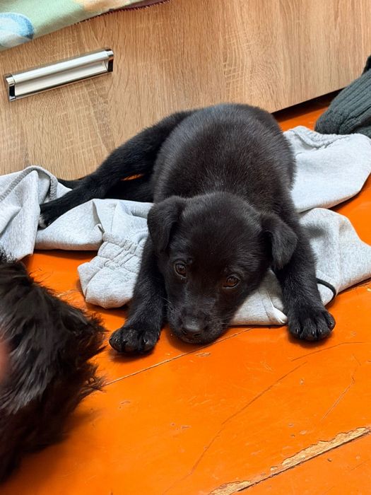 Малышка ищет дом срочно