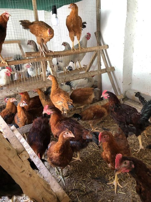 6 oylik Adler xo'rozlari va xan xyap xo'roz va tovuqlari sotiladi